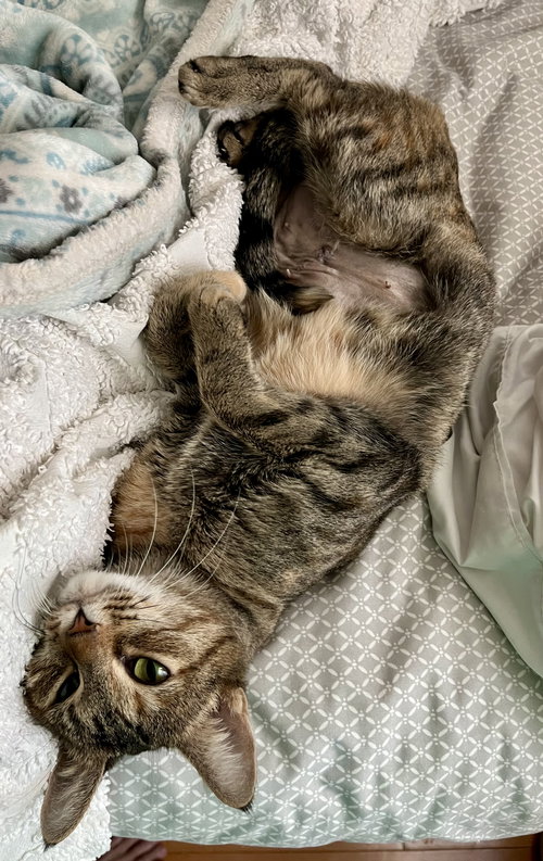 DAPHNE - Tortoiseshell available for adoption
