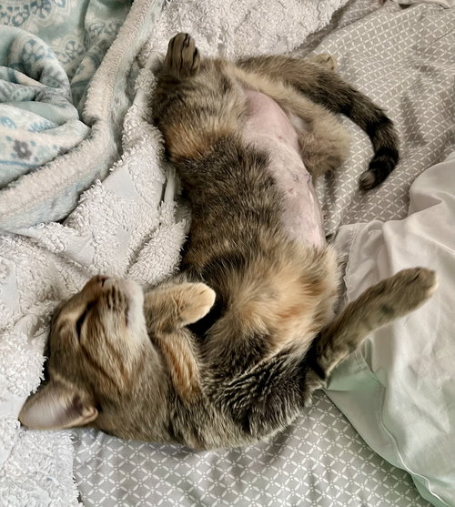 DAPHNE - Tortoiseshell available for adoption