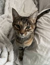 Daphne - Photo 3