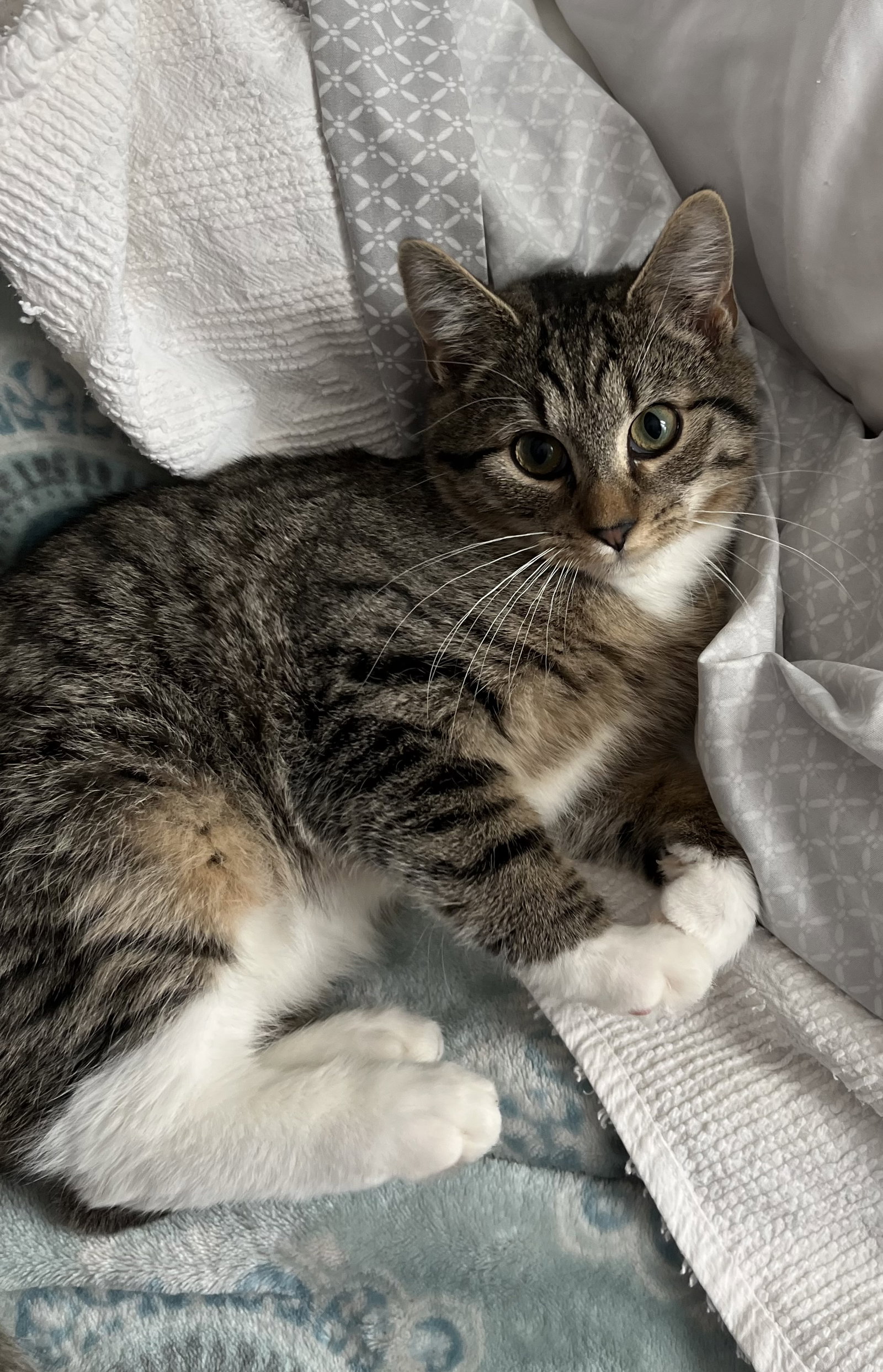 Simon Image