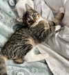 Simon - Photo 2