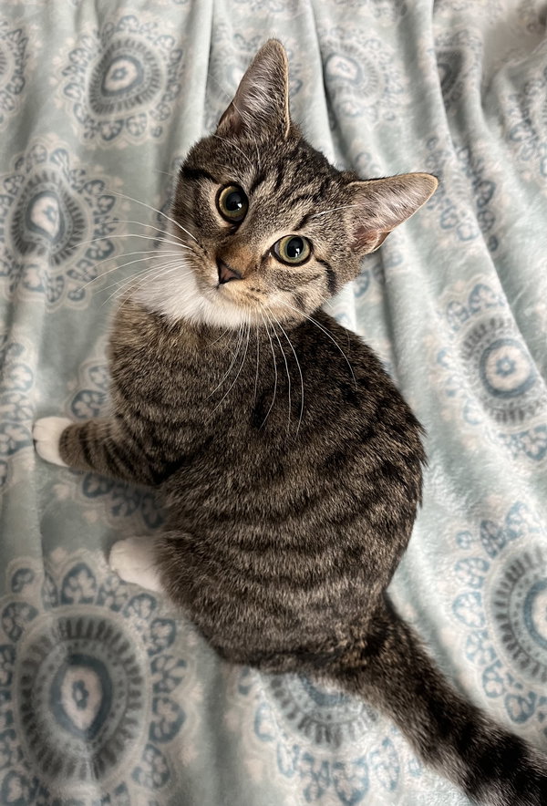 Simon