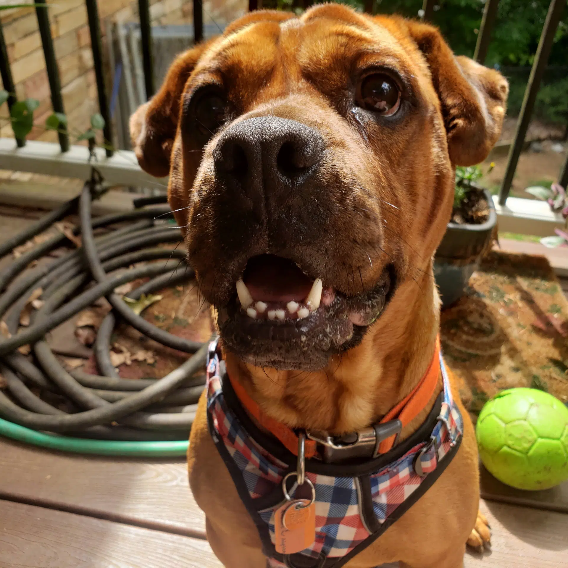Toby - Sharpei