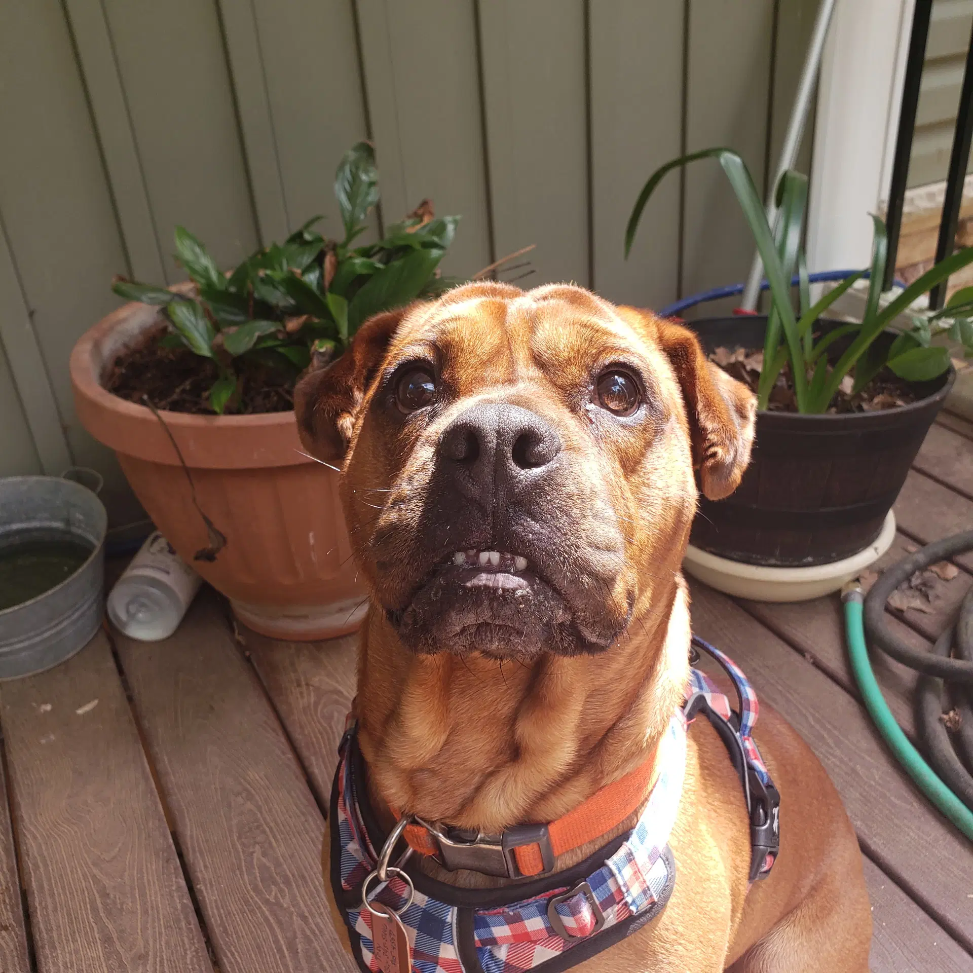 Toby image 2