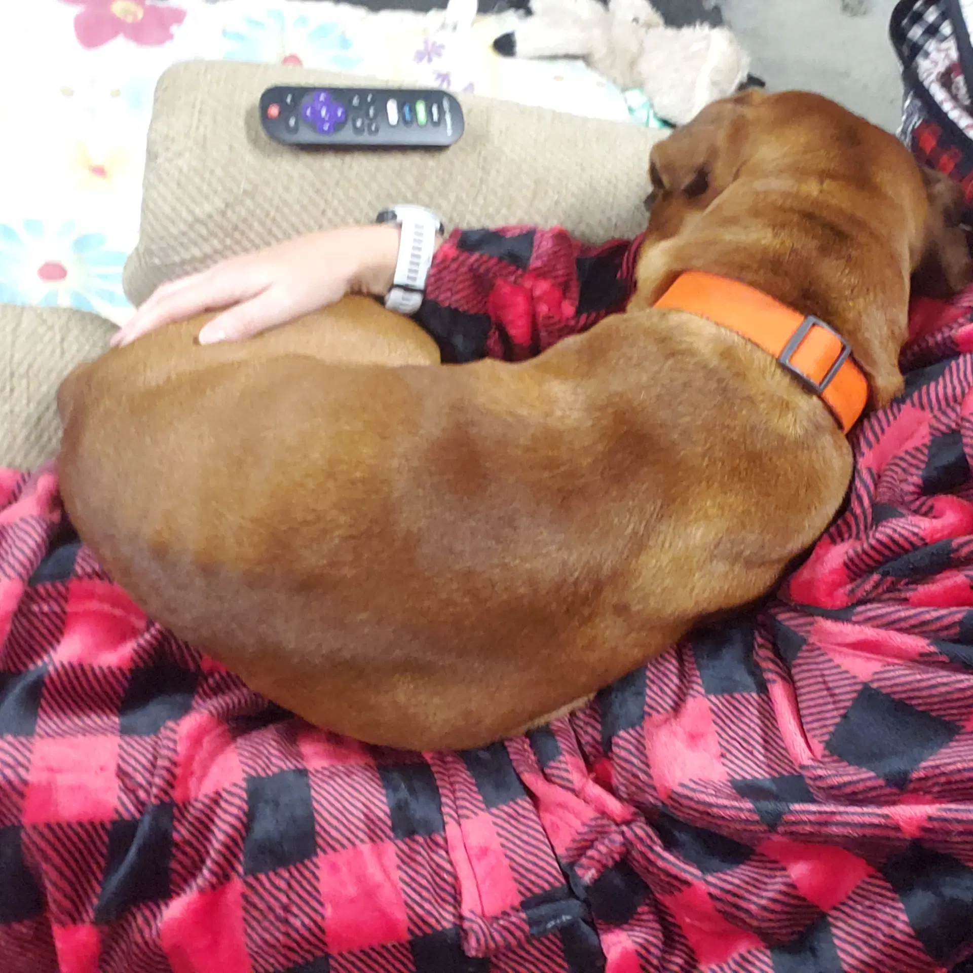 Toby image 3