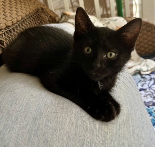 Zacchaeus, an adoptable Domestic Short Hair in Rural Hall, NC