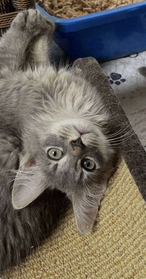 Isaiah, an adoptable Tabby in Rural Hall, NC