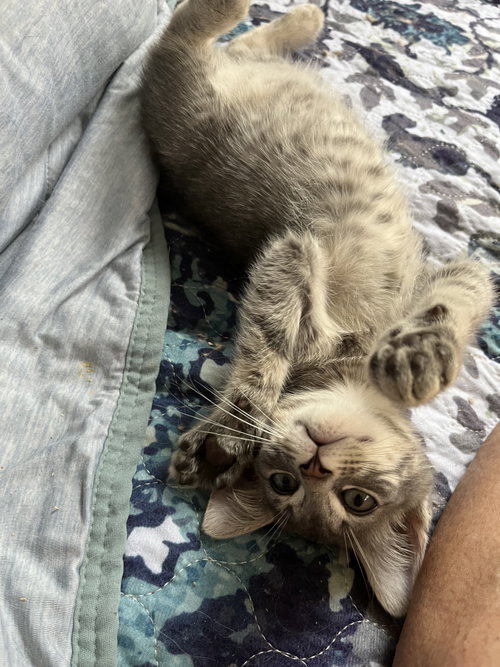 Josiah, an adoptable Tabby in Rural Hall, NC