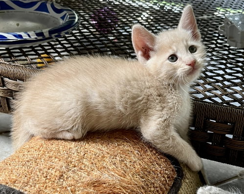 Percy, an adoptable Domestic Short Hair in Rural Hall, NC