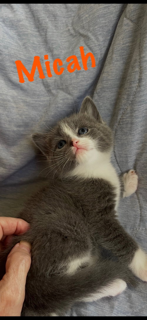 Micah, an adoptable Domestic Short Hair in Rural Hall, NC