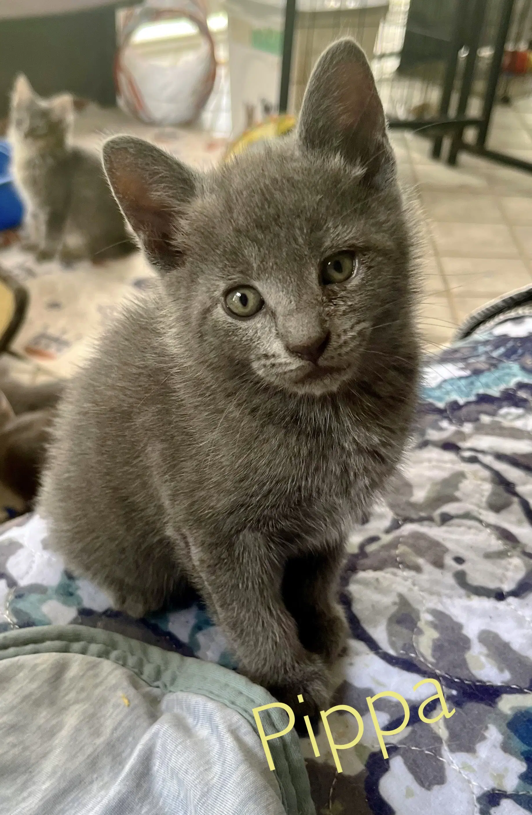 Pippa - Chartreux