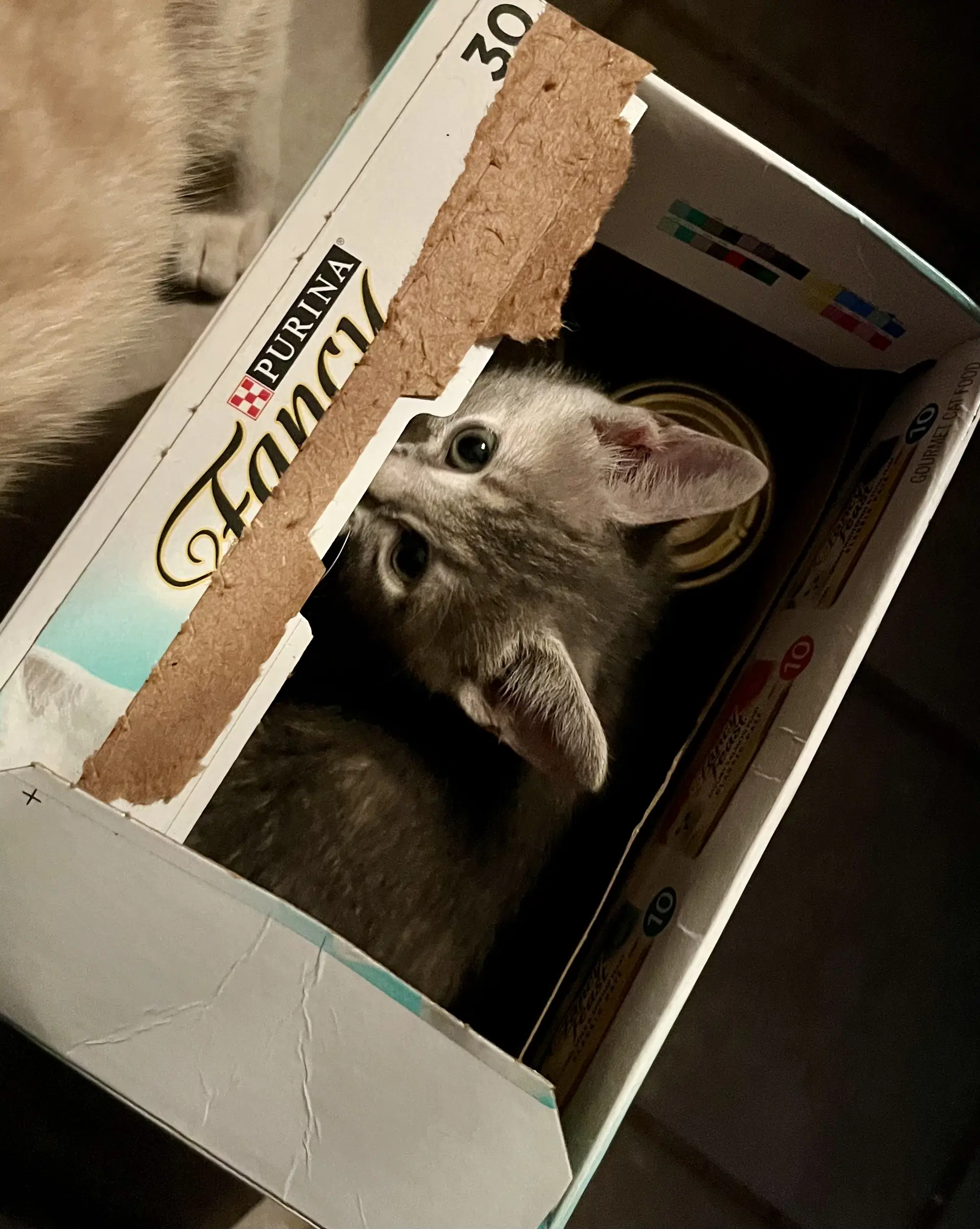 Presley - Tabby