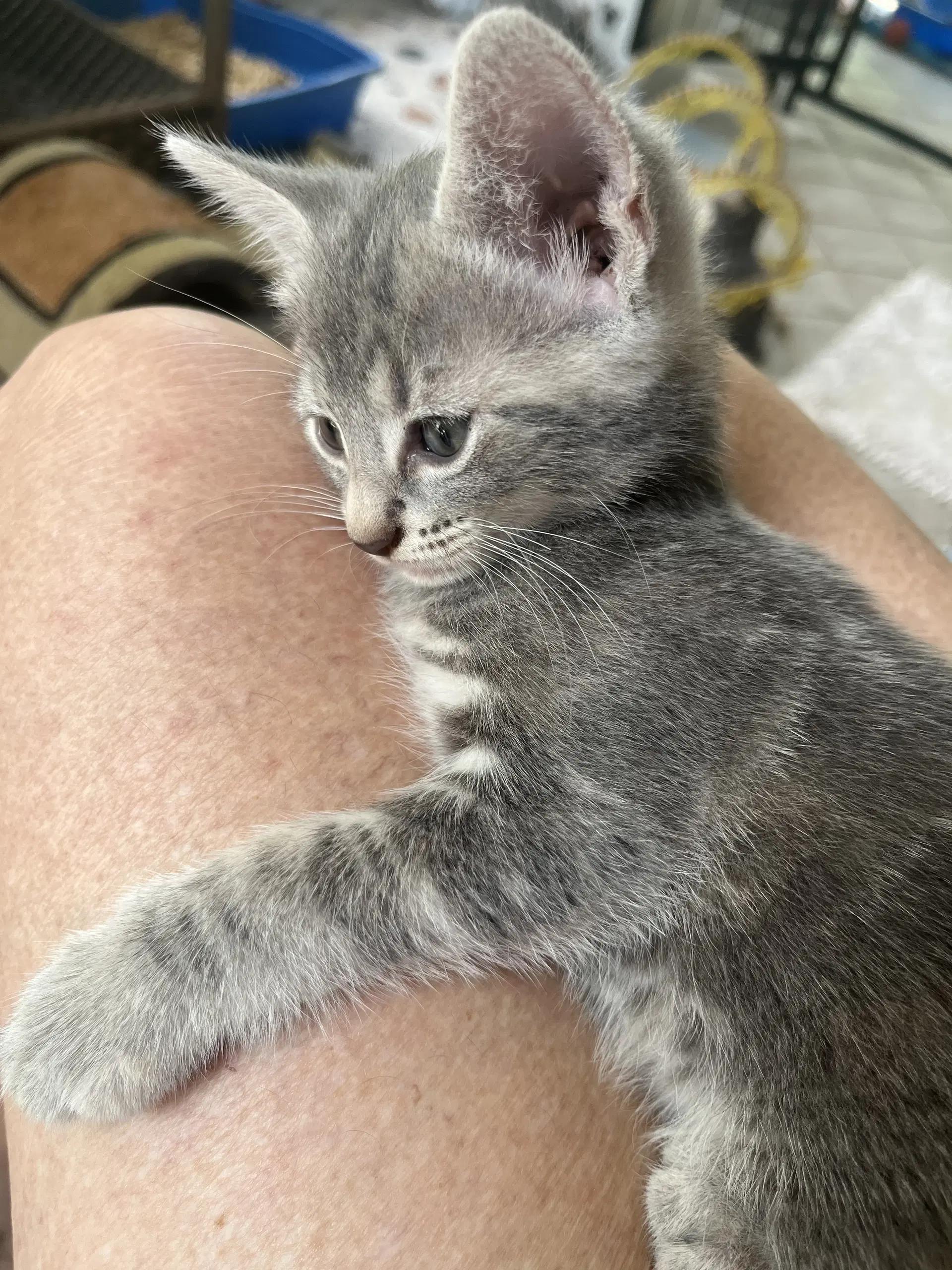 Presley image 3