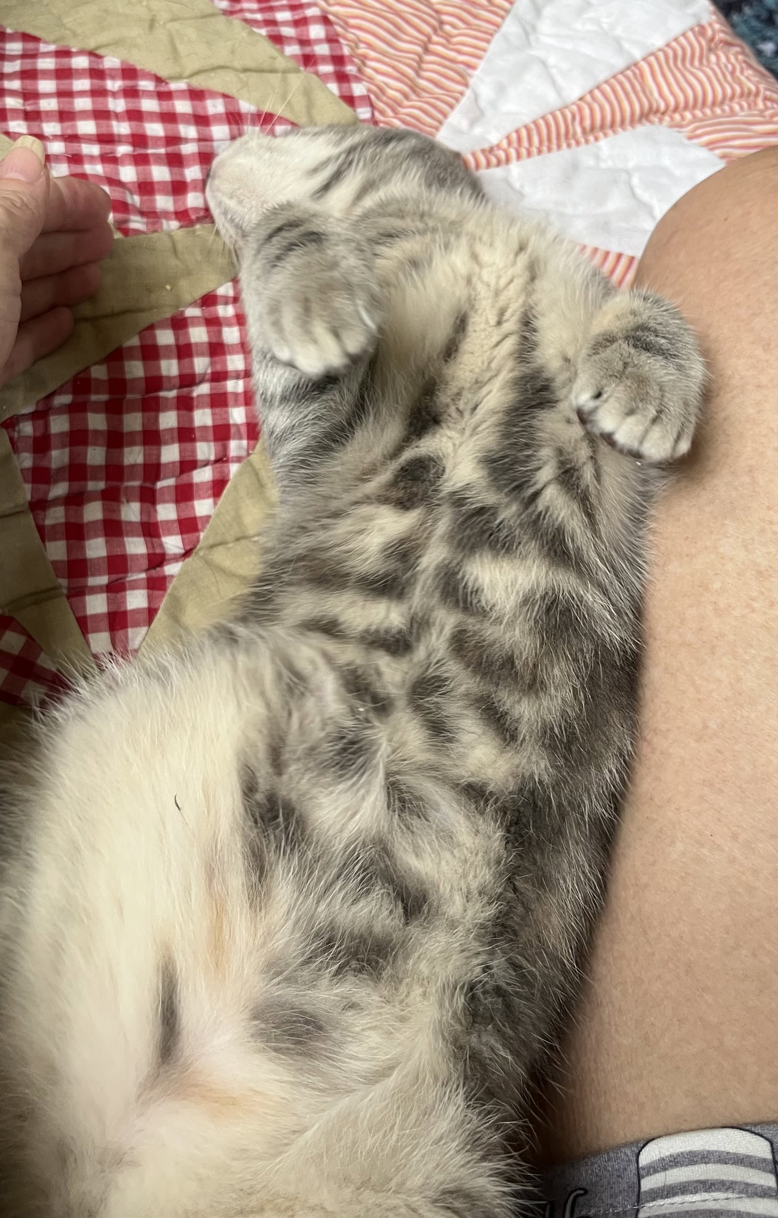 Presley, photo 5