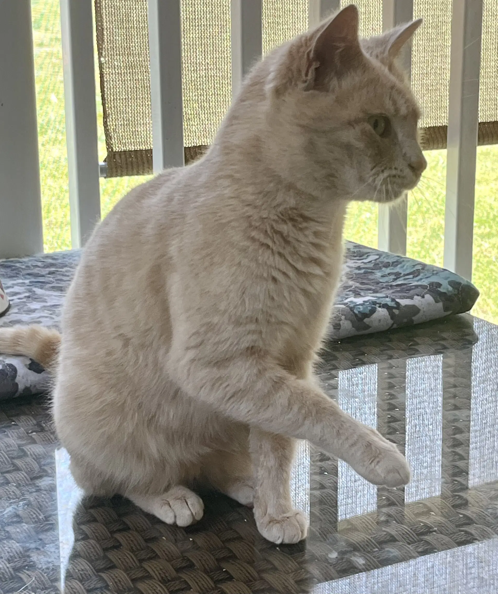 Peaches - Tabby