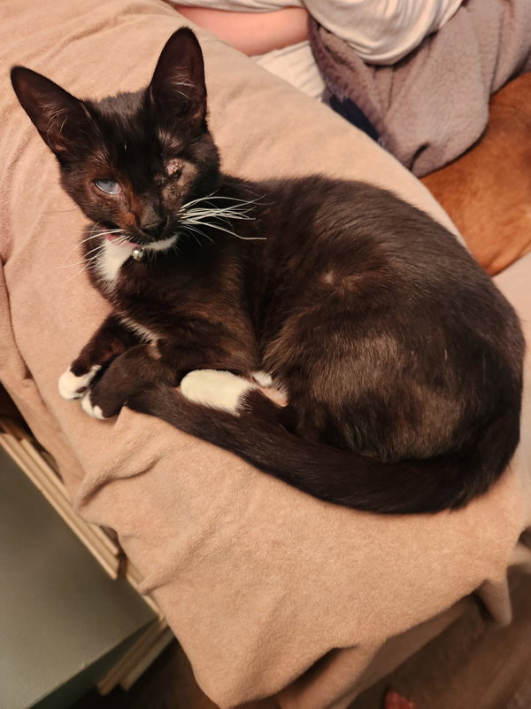 Maya