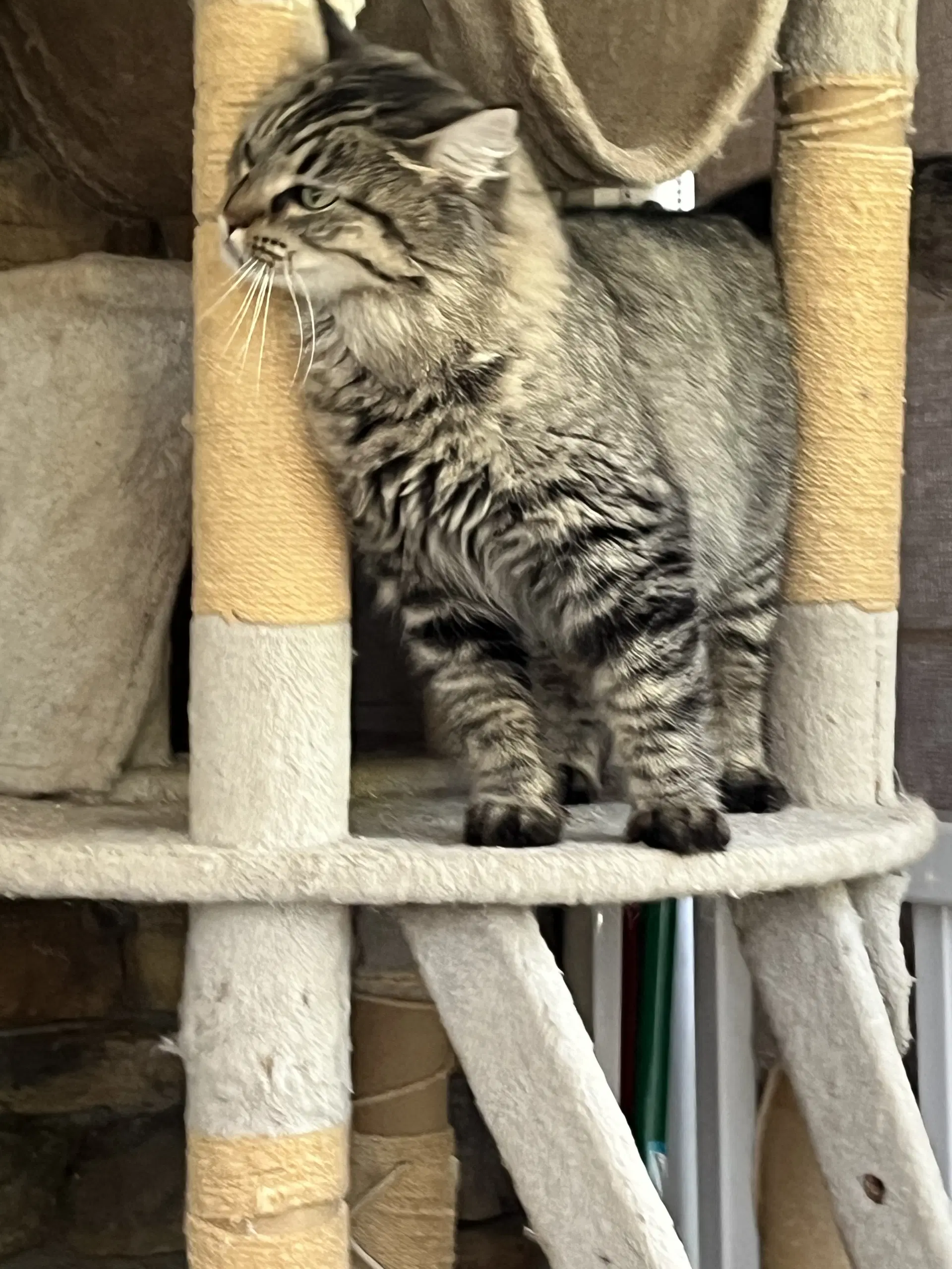 Esther image 1