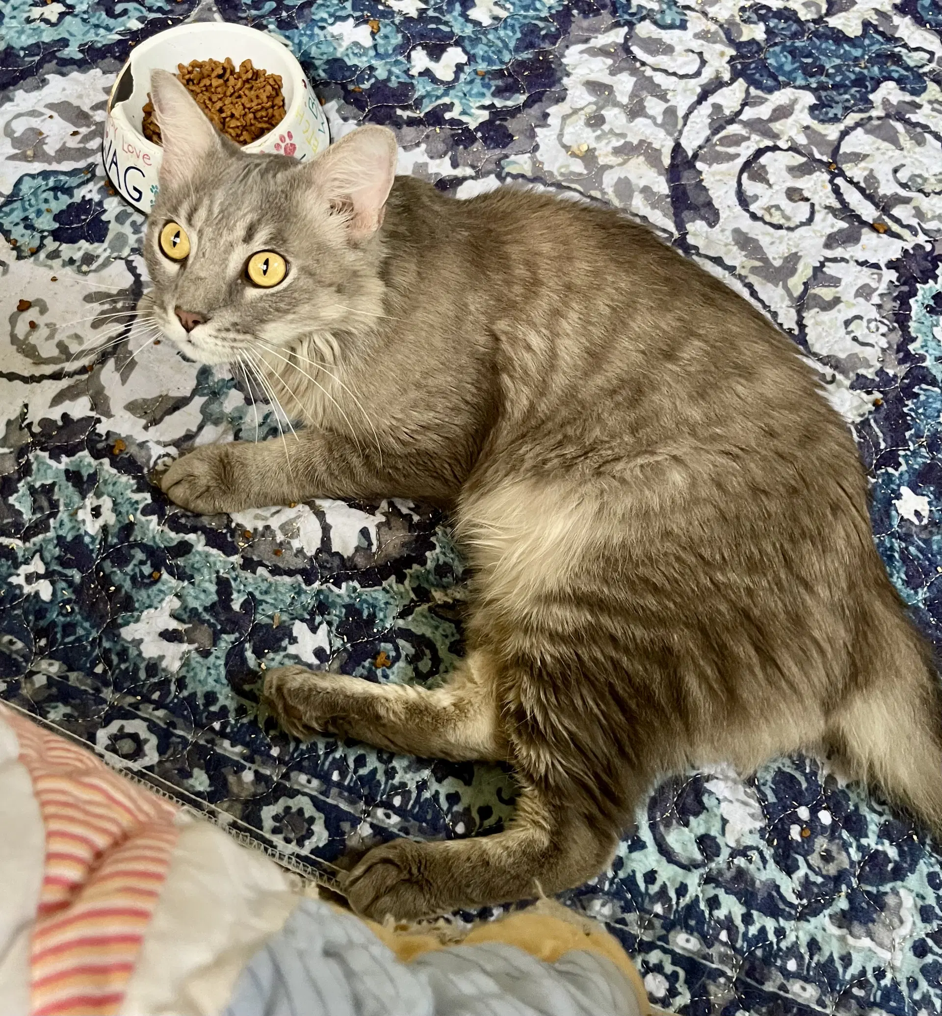 Oscar - Domestic Medium Hair