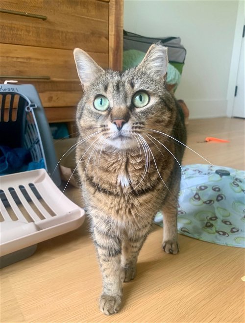 adoptable Cat in Brooklyn, NY named Scarlett (I'm in foster care!)