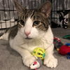 adoptable Cat in Brooklyn, NY named Chatty (I