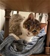 adoptable Cat in brooklyn, NY named Mick (I