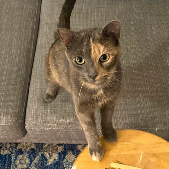 adoptable Cat in Brooklyn, NY named Cinnamon (Meet me in the Adoption Room!)