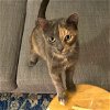 adoptable Cat in brooklyn, NY named Cinnamon (Meet me in the Adoption Room!)