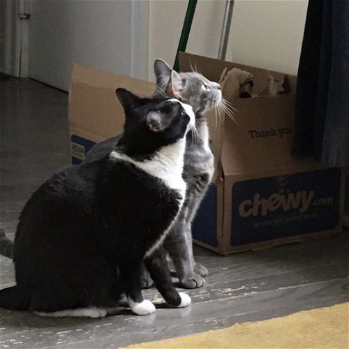 adoptable Cat in Brooklyn, NY named Sky & Smoke (We're in foster care!)
