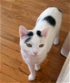 adoptable Cat in brooklyn, NY named Ruby (I