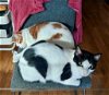 adoptable Cat in brooklyn, NY named Hawa & Maoun (We