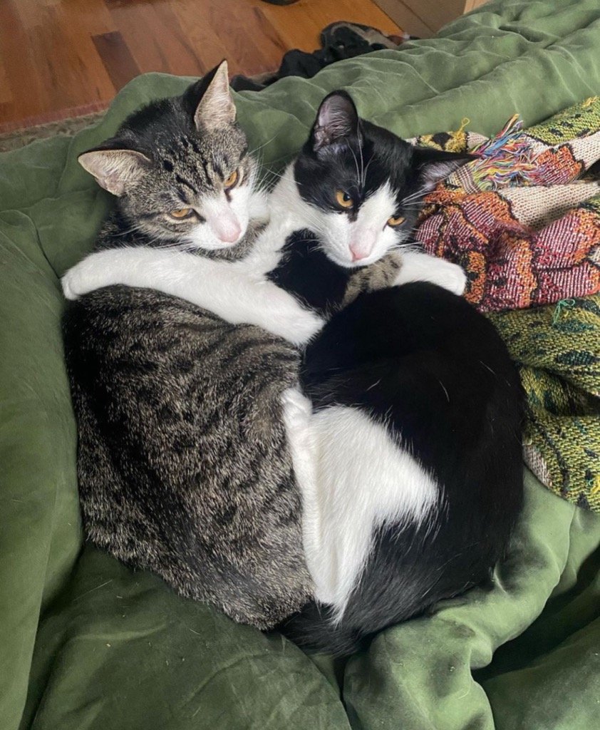 adoptable Cat in Brooklyn, NY named Kiley & Sebastian (We're in foster care!)