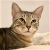 adoptable Cat in brooklyn, ny, NY named Bustelo (Meet me in the Adoption Room!)