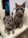 adoptable Cat in brooklyn, NY named Lady & Cricket (We