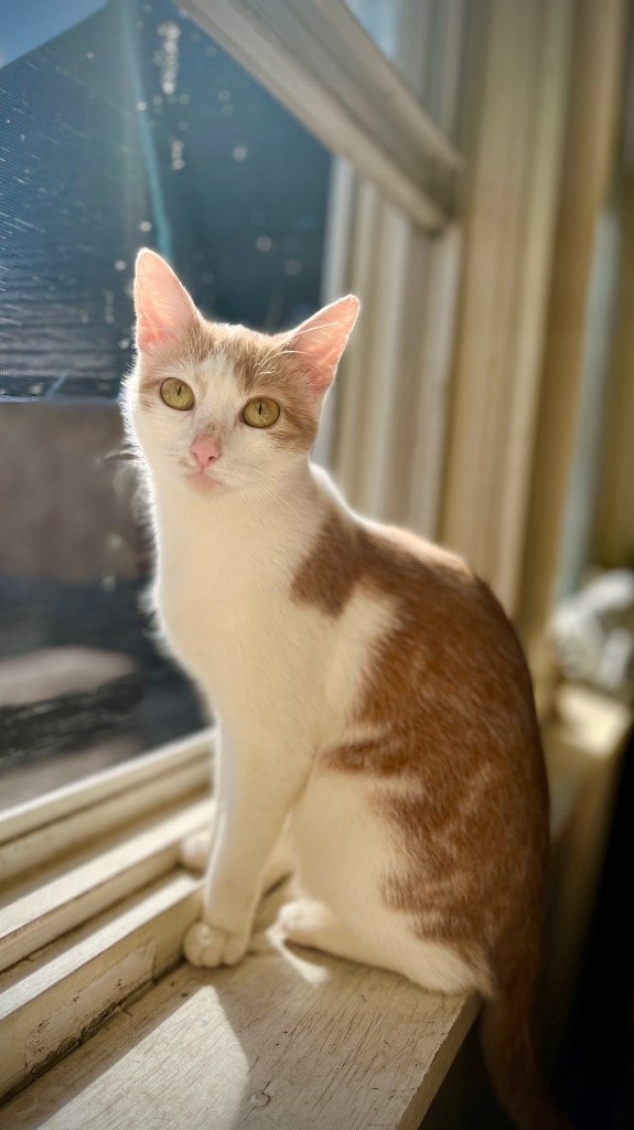 adoptable Cat in Brooklyn, NY named Quincy (I'm in foster care!)