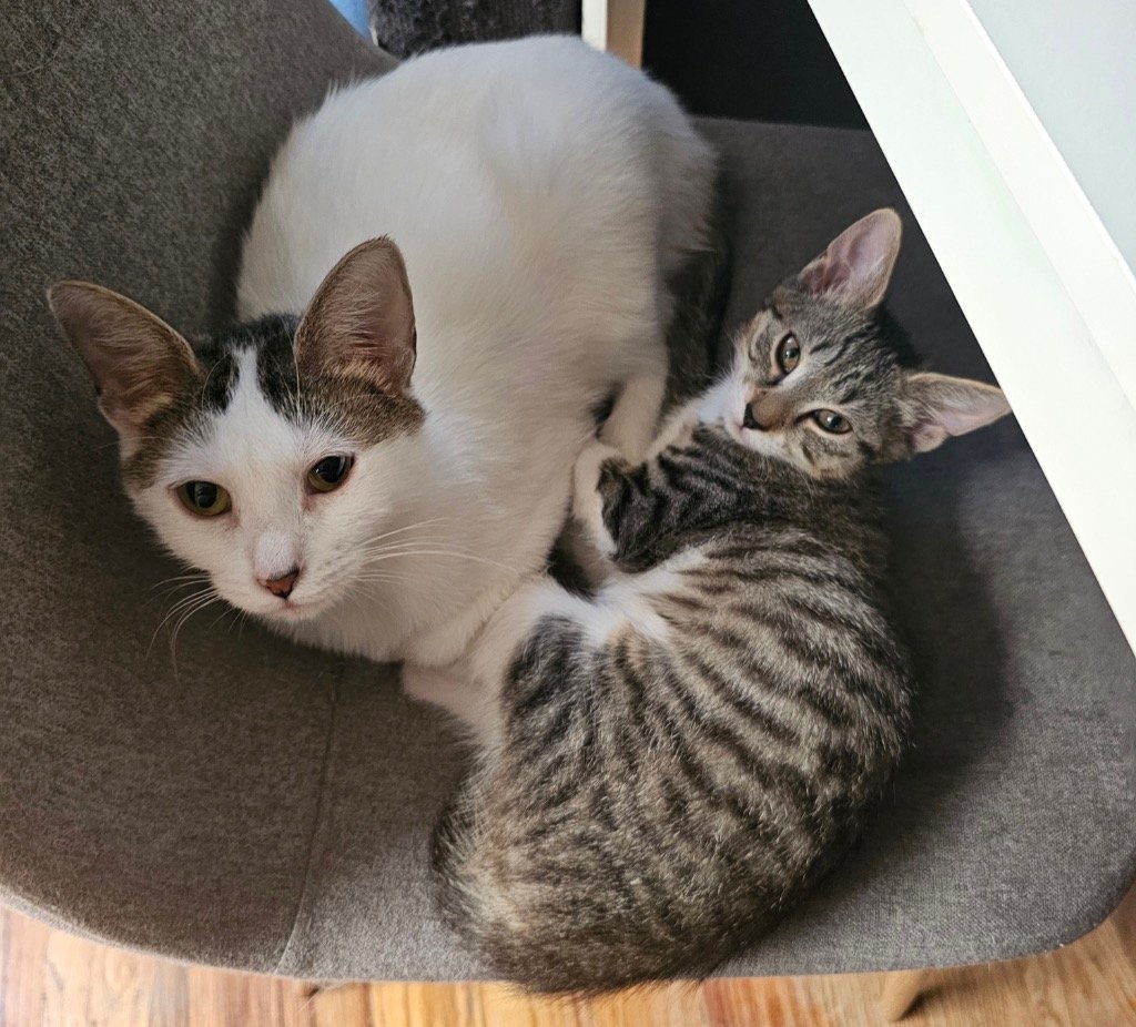 adoptable Cat in Brooklyn, NY named Reina & Rani (We're in foster care!)