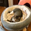 adoptable Cat in brooklyn, NY named Holly Berry (I