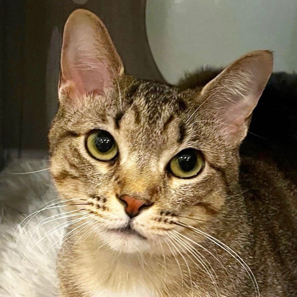 adoptable Cat in Brooklyn, NY named Rosehip (Meet me in the Adoption Room!)