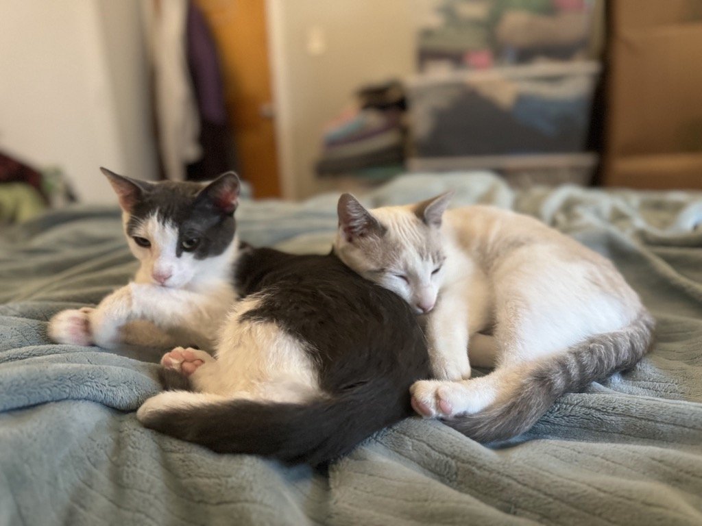 adoptable Cat in Brooklyn, NY named Gargi & Tinky Winky (We're in foster care!)