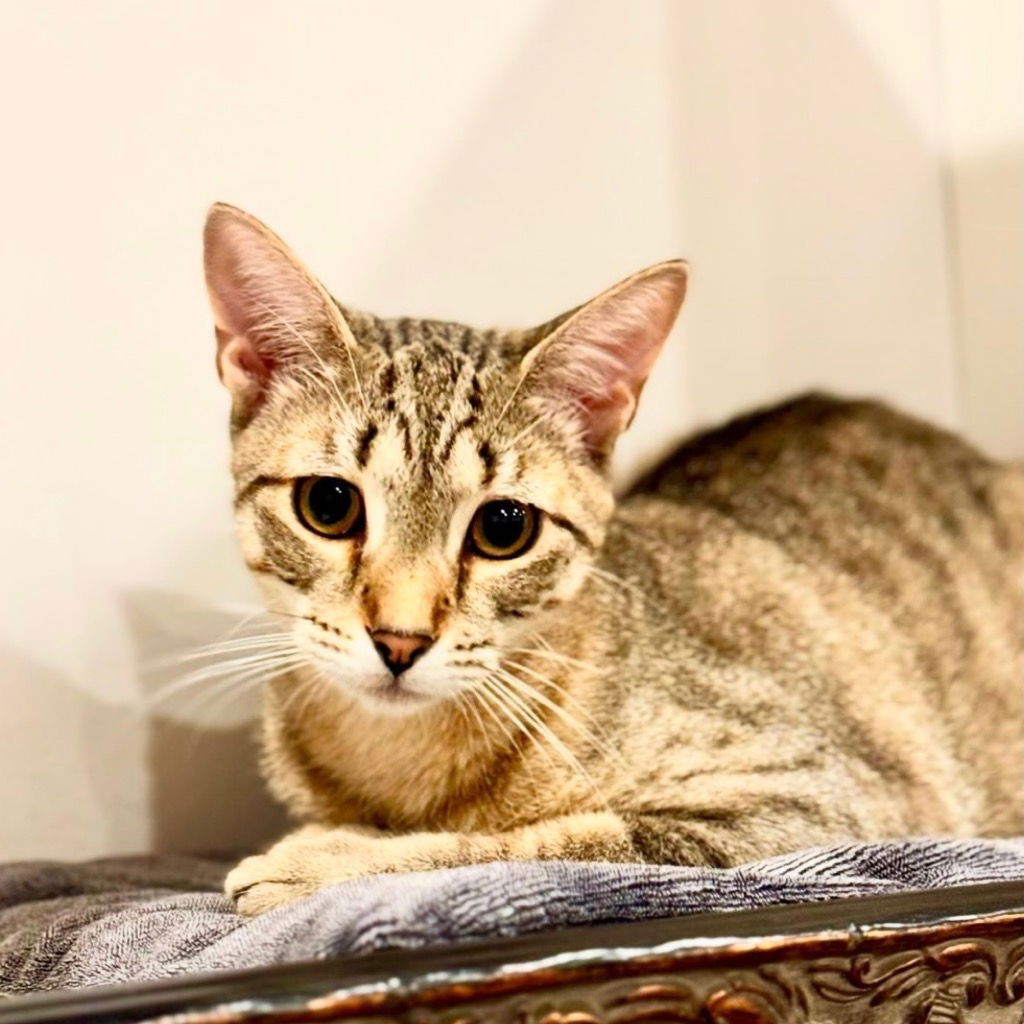 adoptable Cat in Brooklyn, NY named Paw-Paw (Meet me in the Adoption Room!)