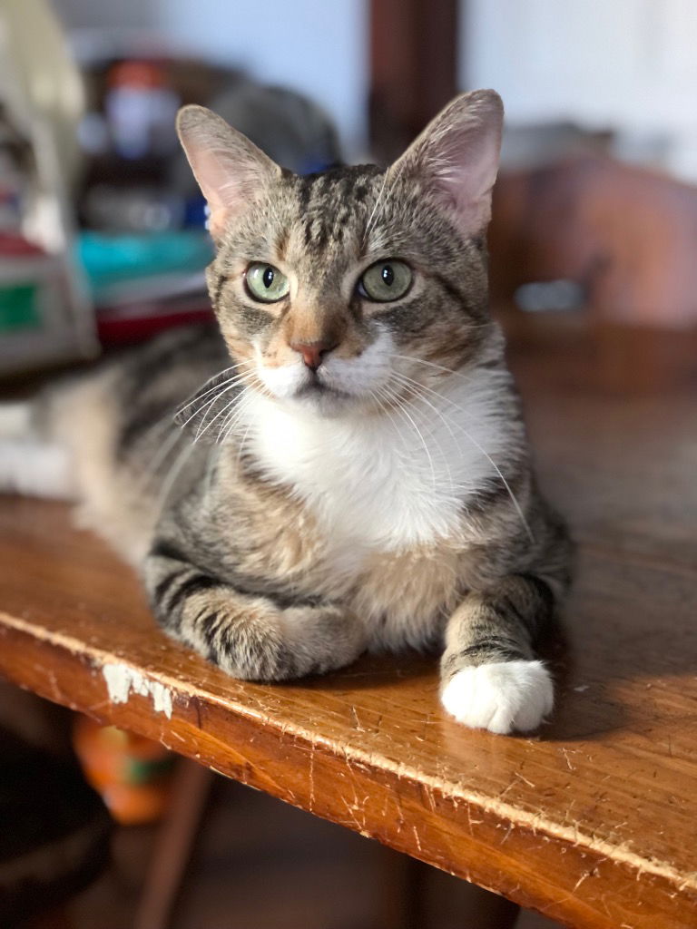 adoptable Cat in Brooklyn, NY named Mr. Cat (aka MC) - I'm in foster care!