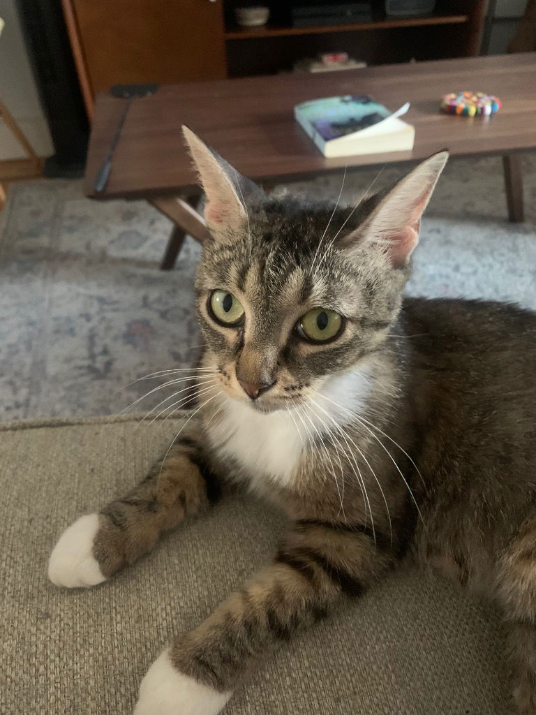 adoptable Cat in Brooklyn, NY named Mama Jean (I'm in foster care!)