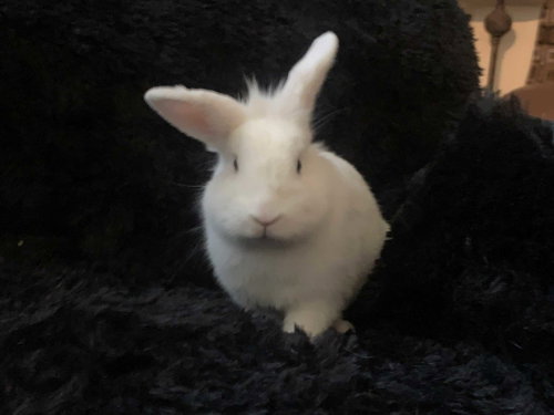 Photo 4 of Dexter