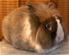 adoptable Rabbit in  named Emerson