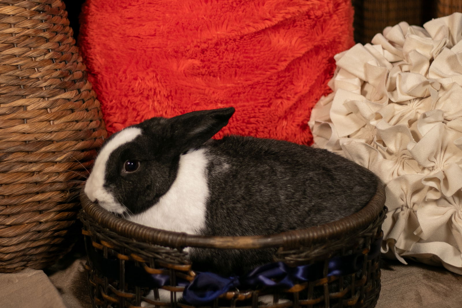 adoptable Rabbit in Buckeye, AZ named Lucille