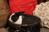 adoptable Rabbit in , AZ named Lucille