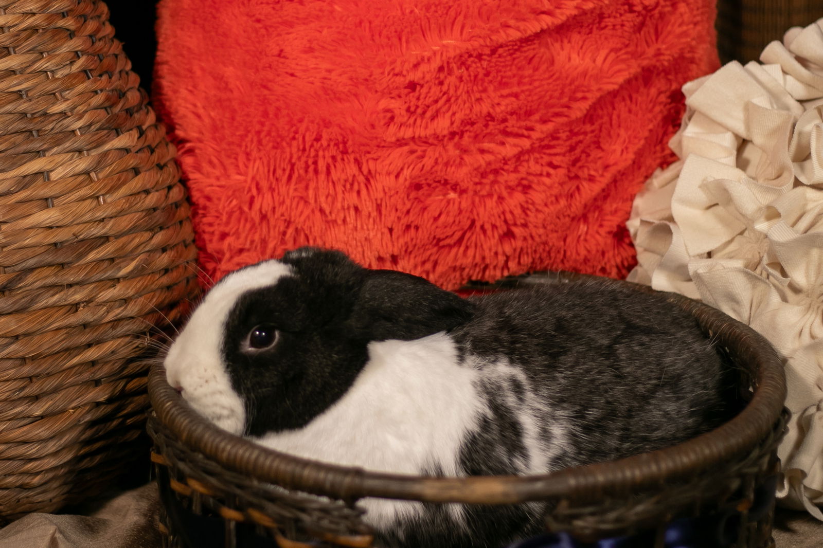 adoptable Rabbit in Buckeye, AZ named Little Munky