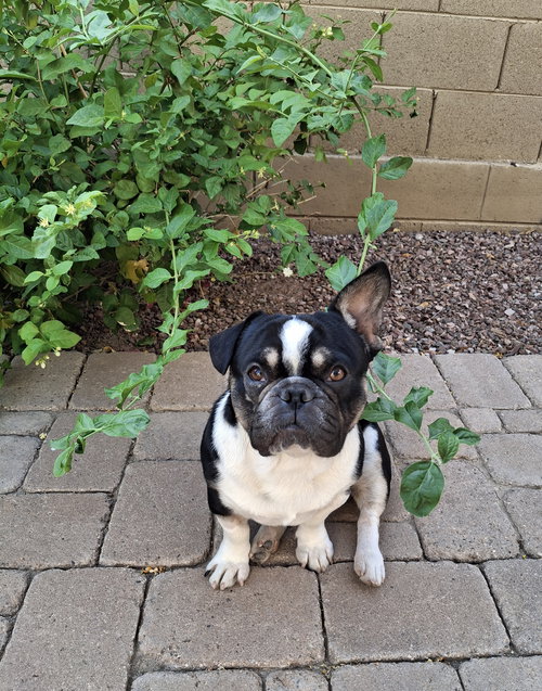 picture of the dog needing adoption
