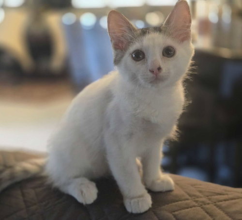 Divot, a cat for adoption from Community Paws