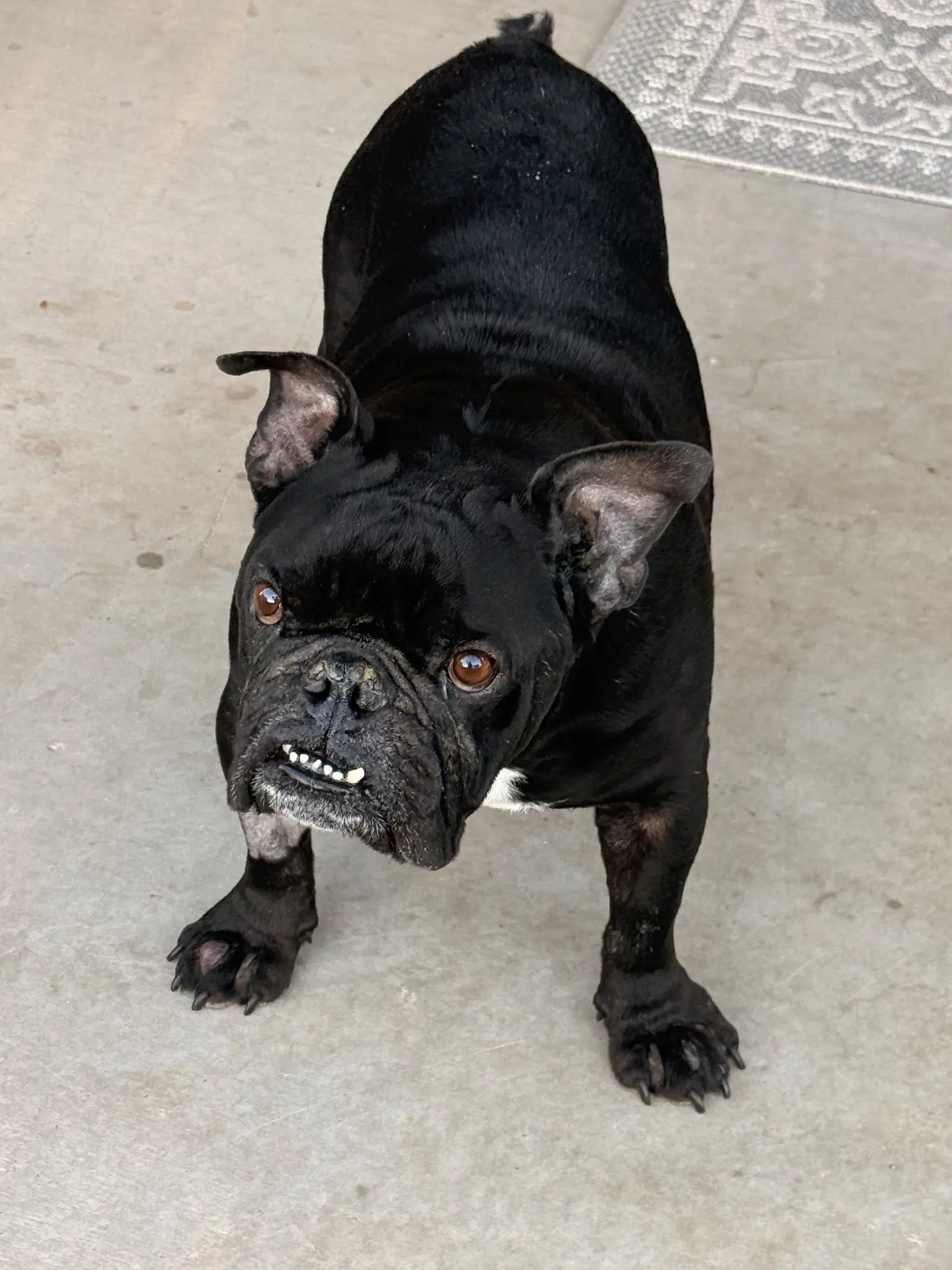 Griffey - English Bulldog
