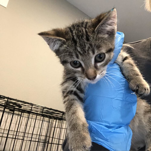 picture of the cat needing adoption